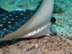 Eagle Ray search the ground for food by Olivier Notz 